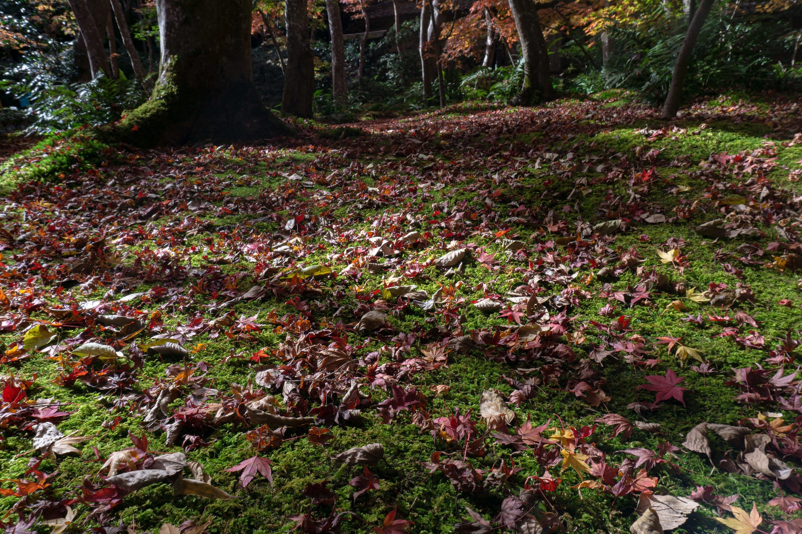 「秋を迎えても緑濃い苔の絨毯を埋める落ち葉」の写真