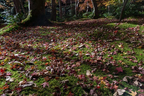 秋を迎えても緑濃い苔の絨毯を埋める落ち葉の写真