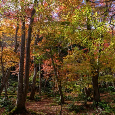 日の光に色づいた葉を輝かせる木々の写真