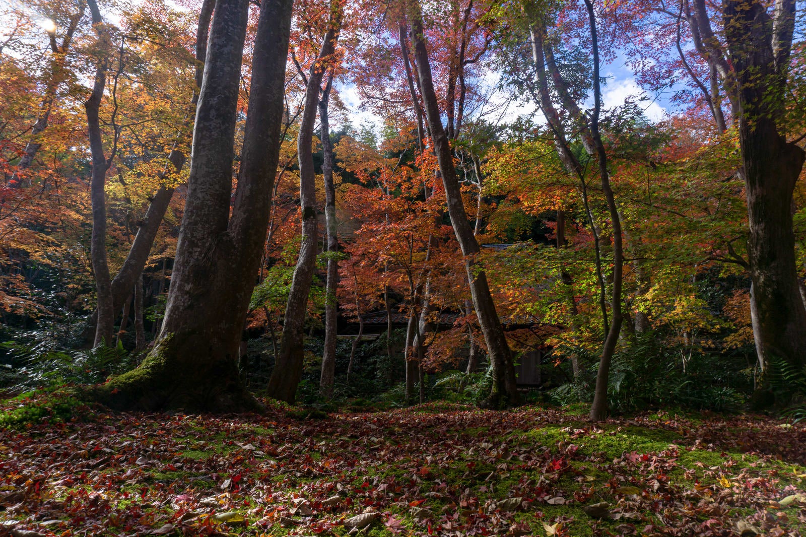 「紅葉した木々の向うにひっそりと佇む草庵」の写真