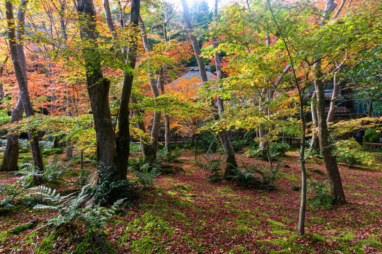 「太陽が雲に隠れ落ち着いた雰囲気を見せる秋の苔庭」の写真