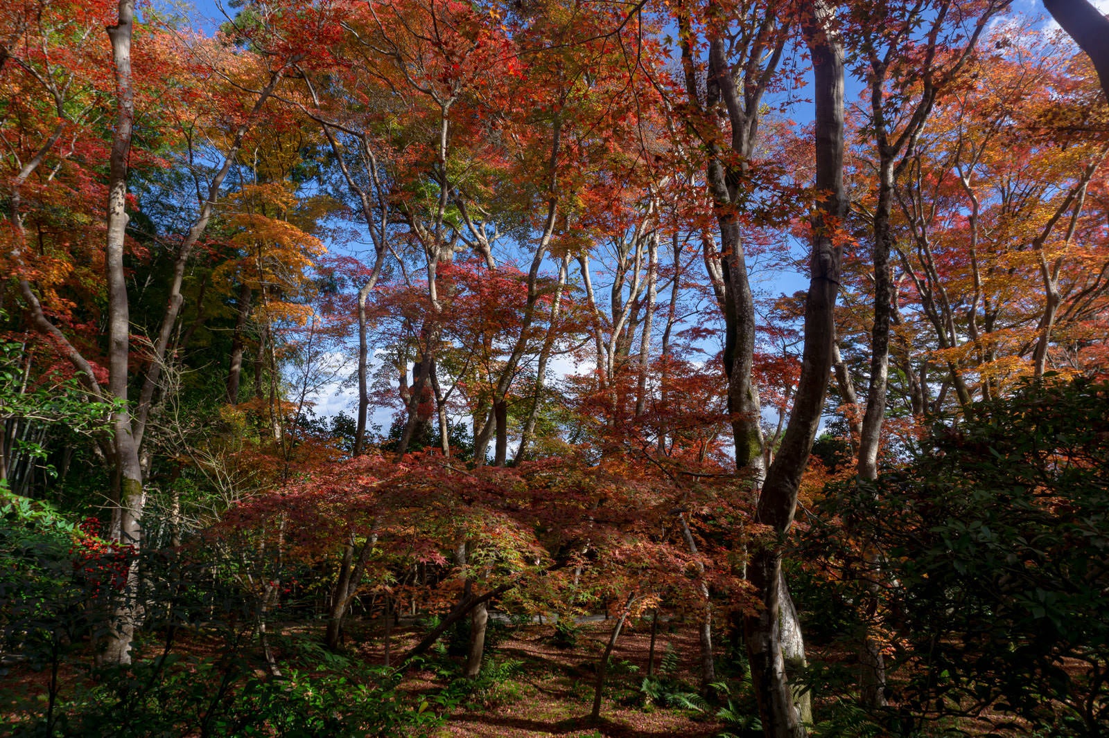 「苔庭に立ち並ぶ美しく紅葉した木々」の写真