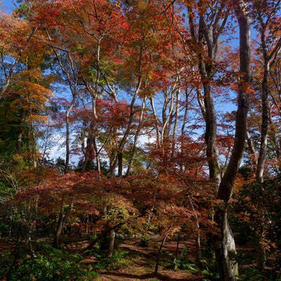 苔庭に立ち並ぶ美しく紅葉した木々の写真