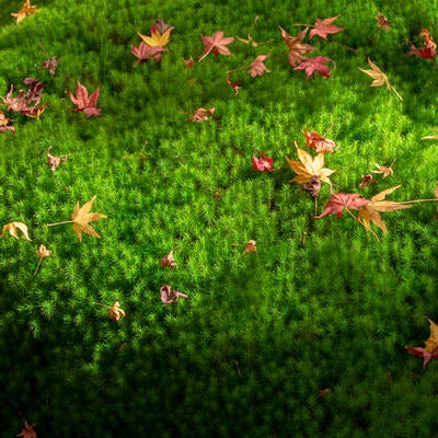 苔の絨毯に散り落ちた紅葉の写真