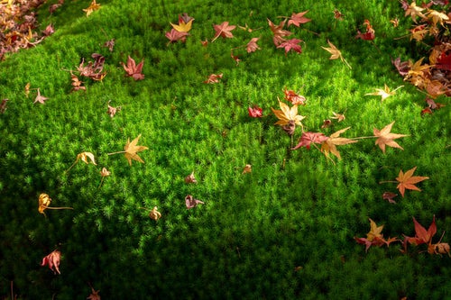 苔の絨毯に散り落ちた紅葉の写真