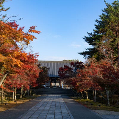 紅葉の奥に見える仁和寺の金堂の写真
