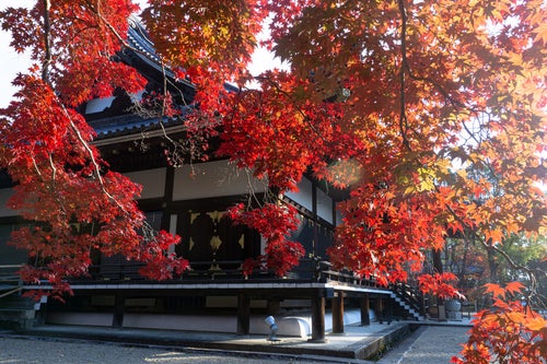 日の光に透ける紅葉越しに見る仁和寺金堂の写真