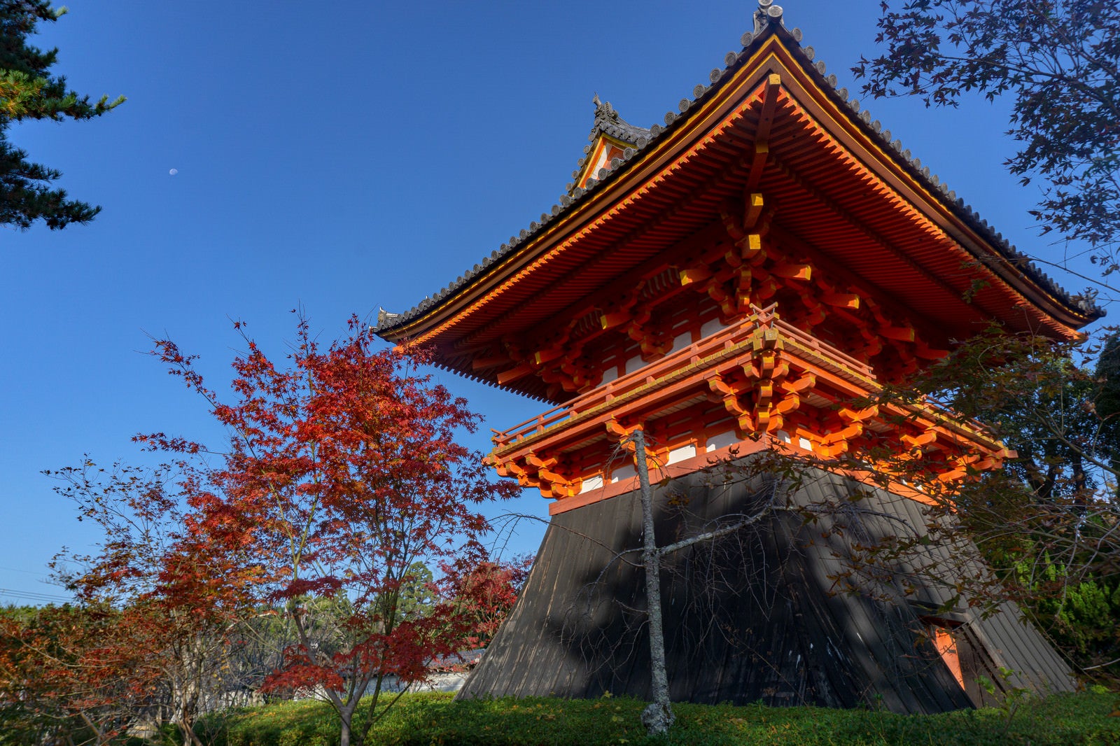 「仁和寺の鐘楼と盛りを過ぎてしまった紅葉した木々」の写真