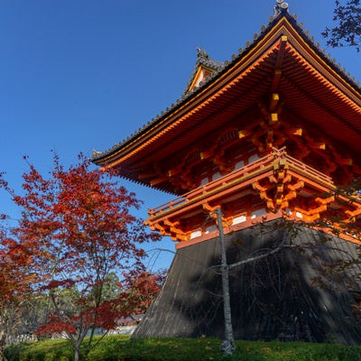 仁和寺の鐘楼と盛りを過ぎてしまった紅葉した木々の写真
