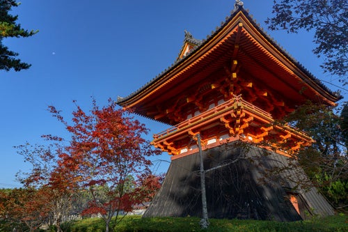 仁和寺の鐘楼と盛りを過ぎてしまった紅葉した木々の写真