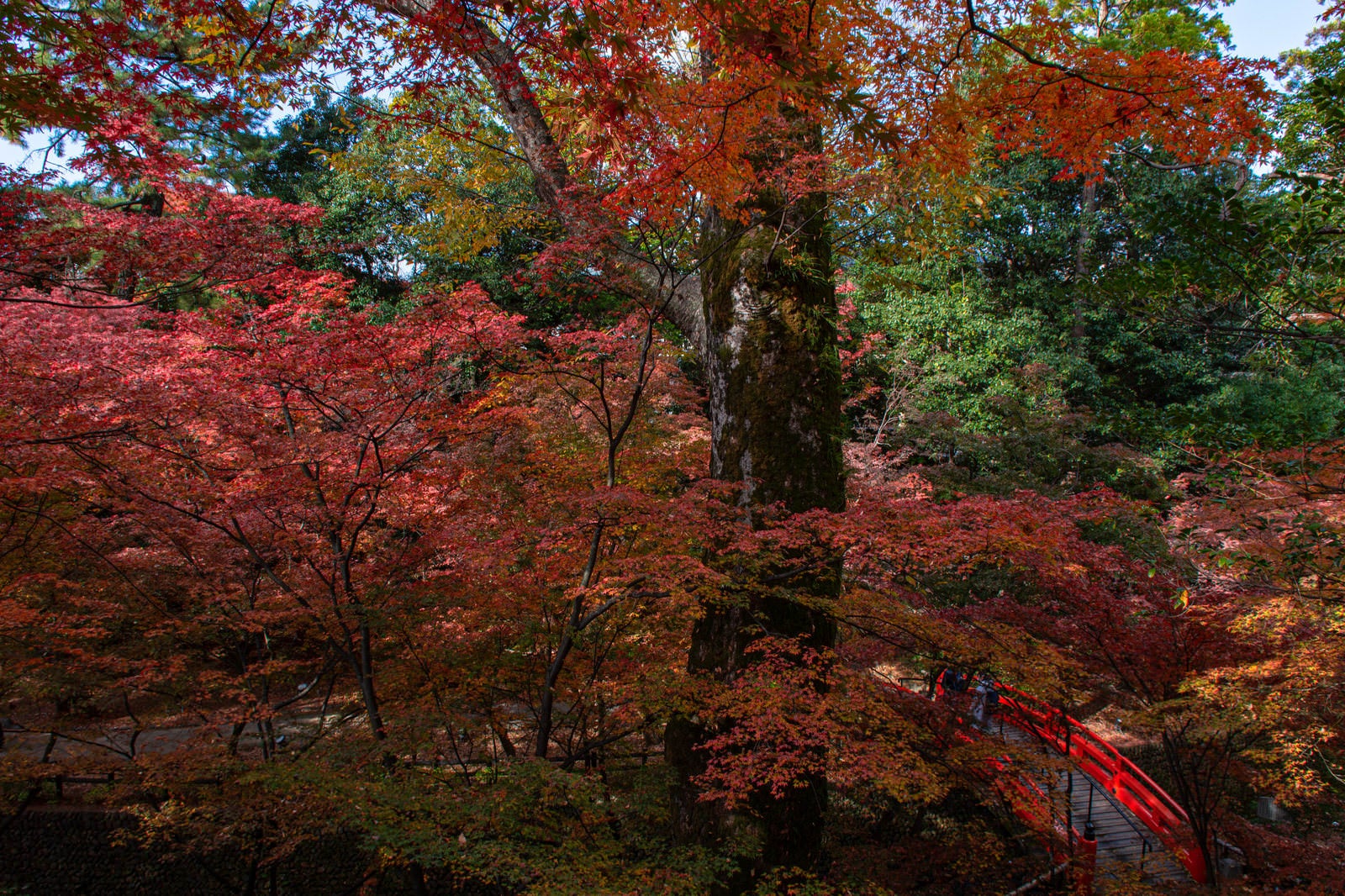 「眼下に見える美しい紅葉と鶯橋（うぐいすばし）」の写真