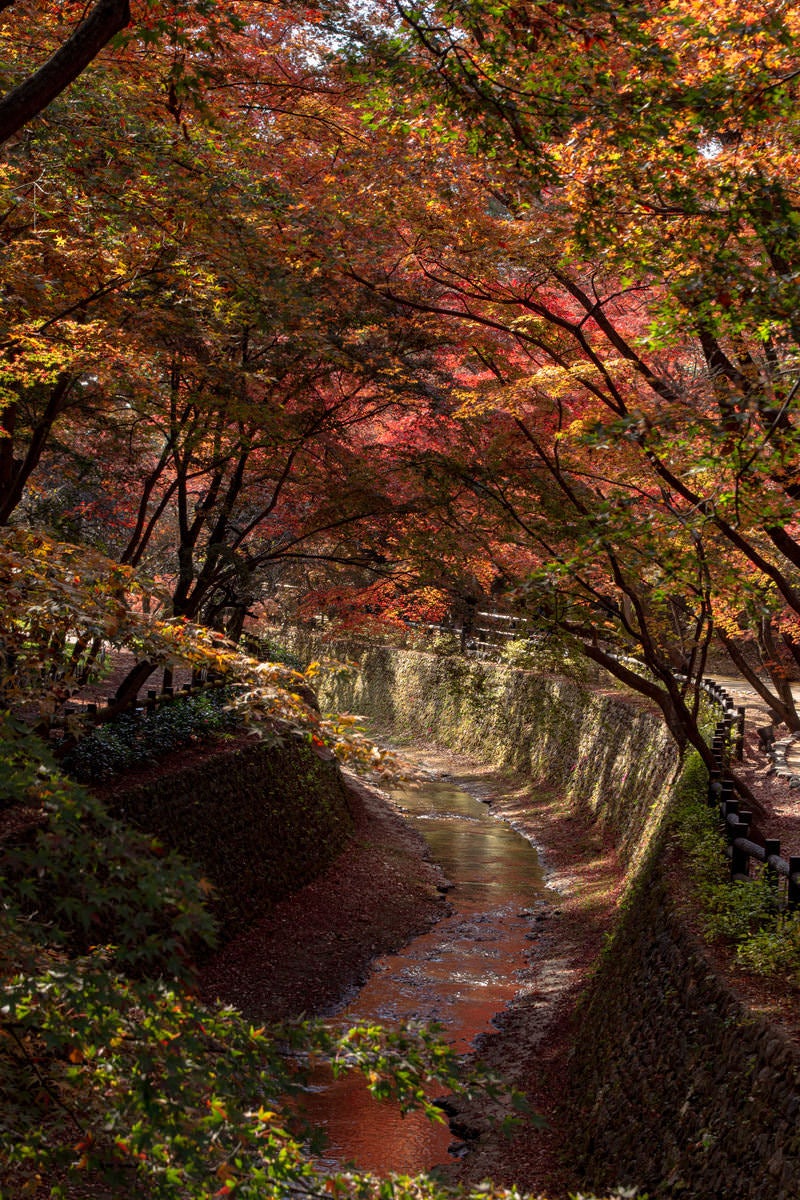 「川沿いの紅葉が紙屋川の川面を赤色に染める」の写真