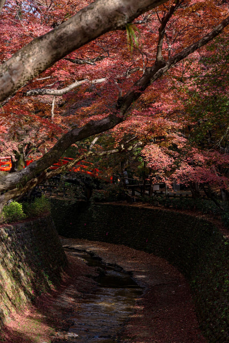 「御土居のもみじ苑を流れる紙屋川と紅葉の合間に見えるそこにかかる鶯橋」の写真