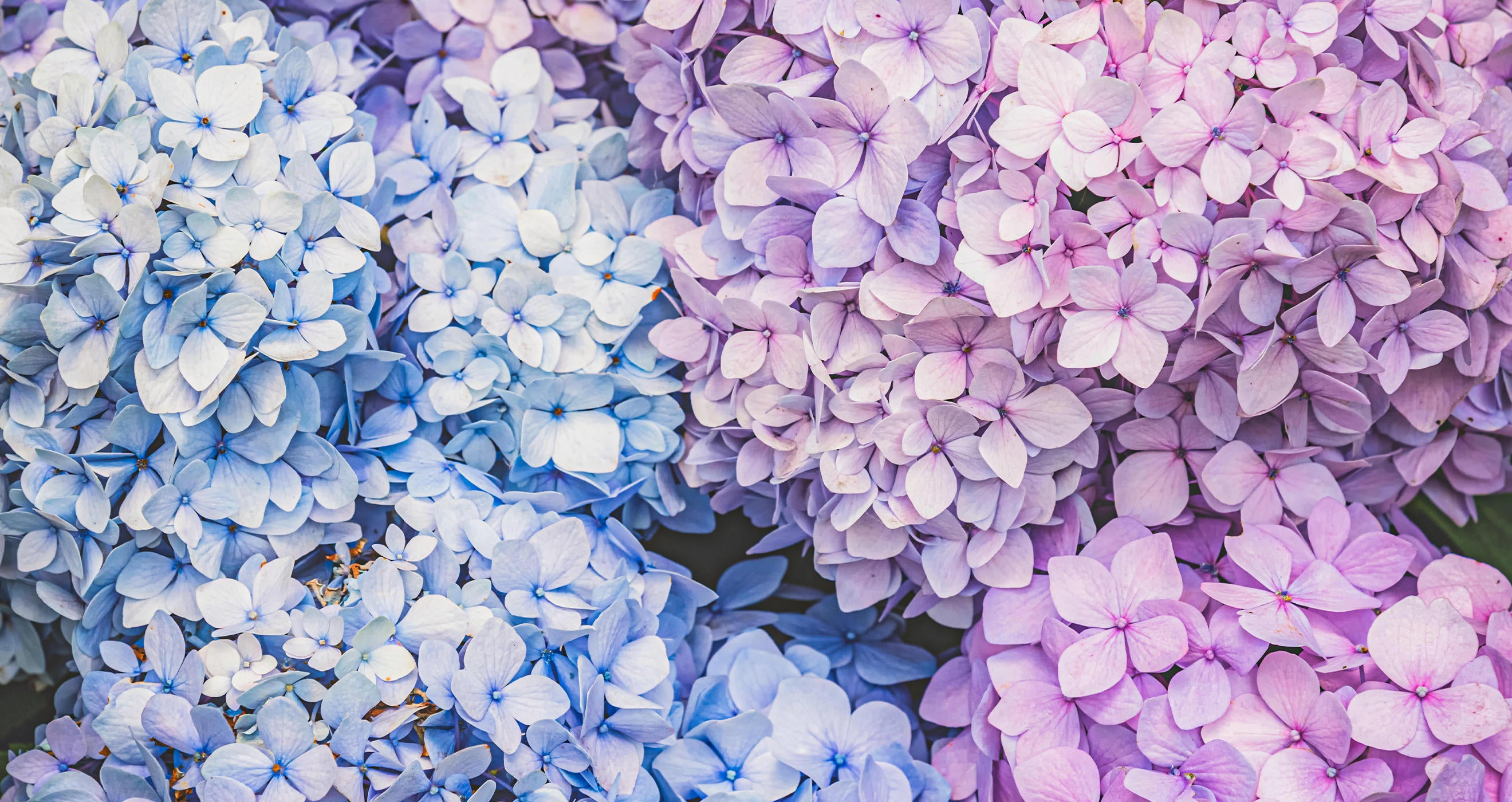 ぱくたそのトップページの背景画像