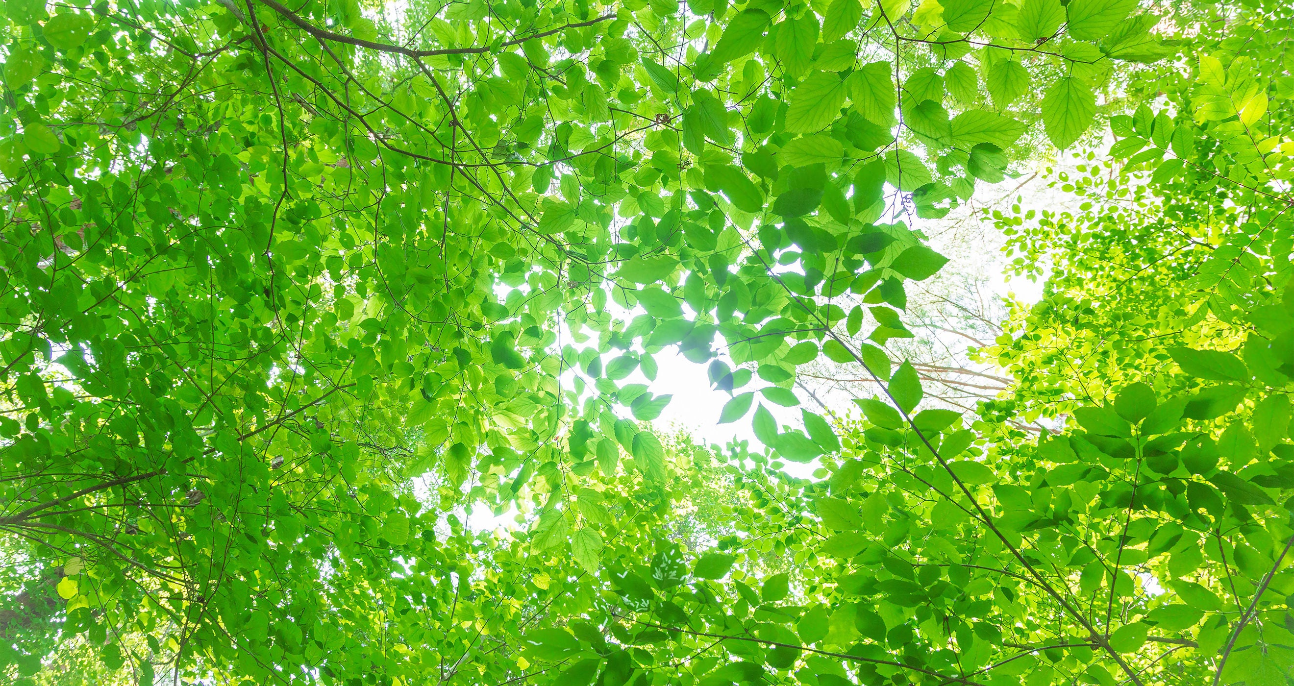 ぱくたそのトップページの背景画像