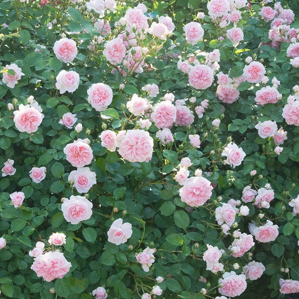 Free Japanese spring photos — cherry blossoms and flowers in Japan