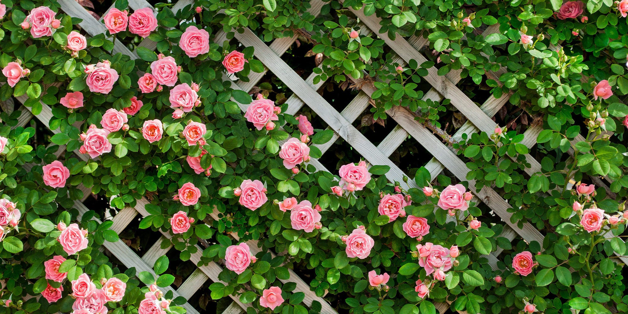 ぱくたそのトップページの背景画像