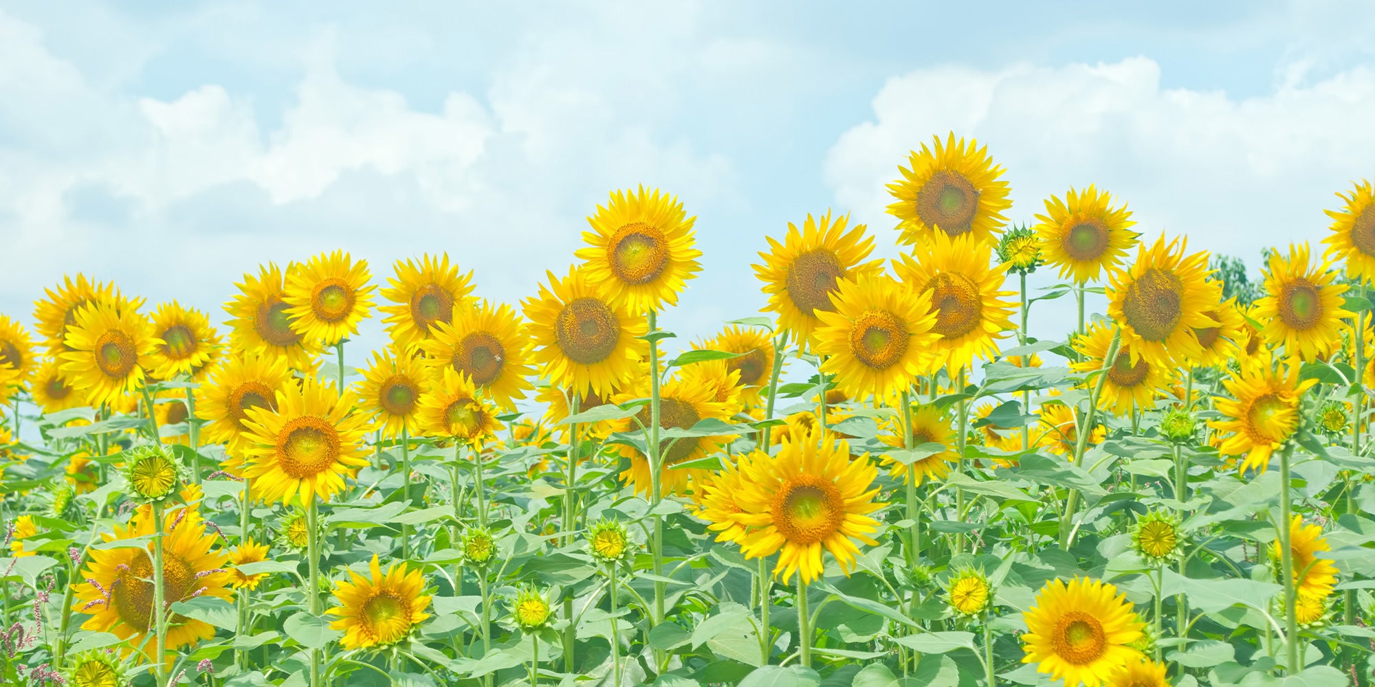 ぱくたそのトップページの背景画像