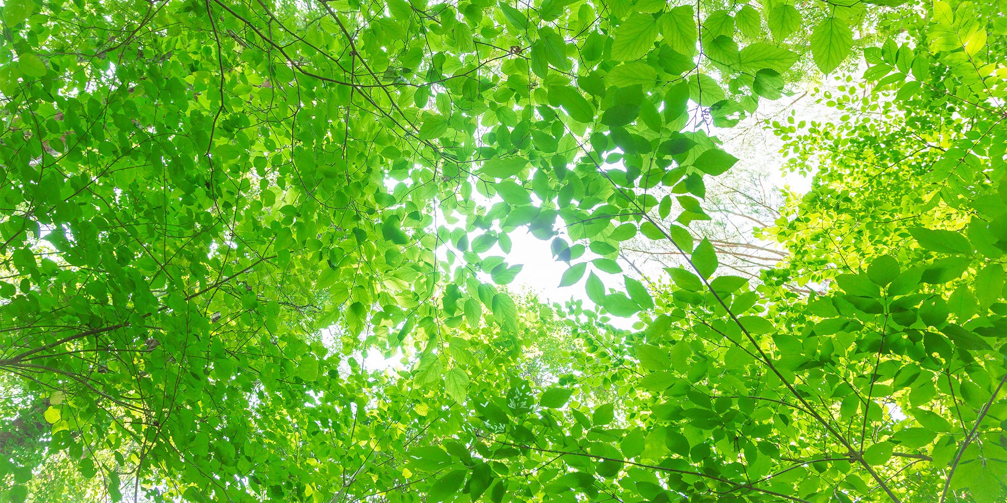 ぱくたそのトップページの背景画像