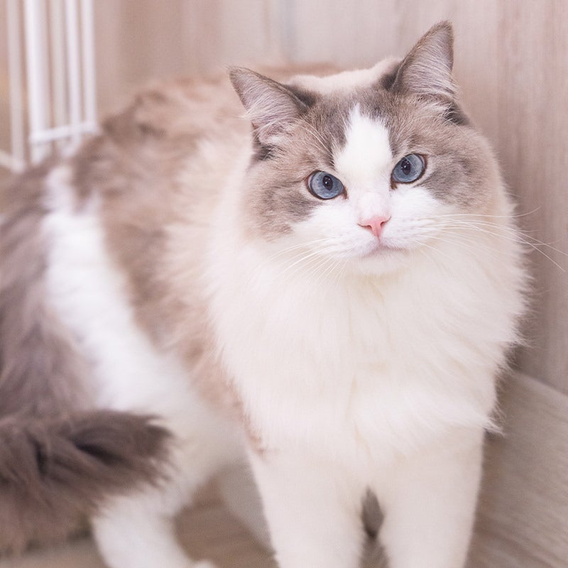 Free Japanese autumn photos — fall foliage and cats in Japan